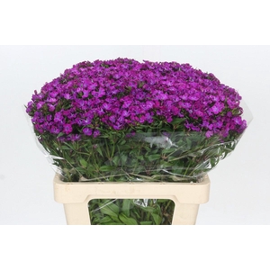 Dianthus Br Amazon Neon Purple
