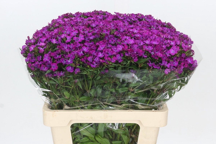 <h4>Dianthus Br Amazon Neon Purple</h4>