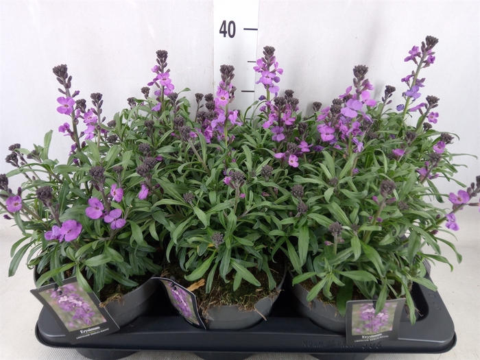 <h4>Erysimum linifolium 'Bowles Mauve'</h4>