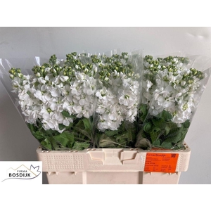 MATTH AIDA WHITE