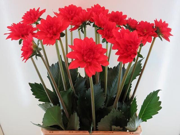 <h4>Dahlia Faith Baars</h4>