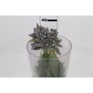 LAVANDULA CORTE