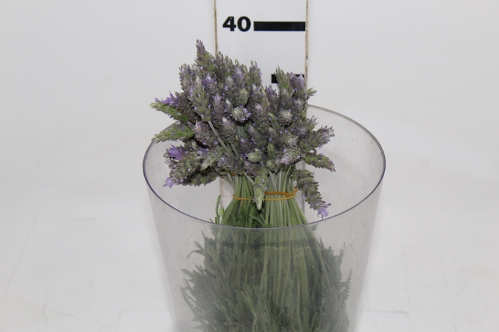 <h4>LAVANDULA CORTE</h4>