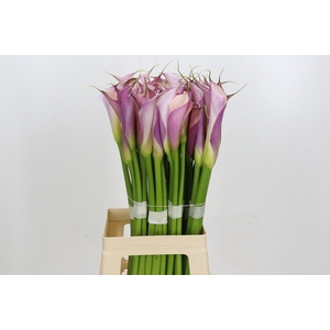 Zantedeschia Eydolls Purple White