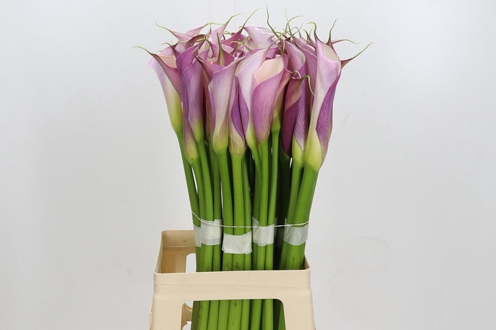 Zantedeschia Eydolls Purple White