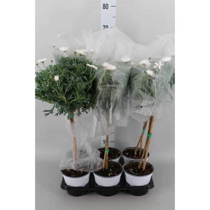 <h4>Argyranthemum   ...</h4>