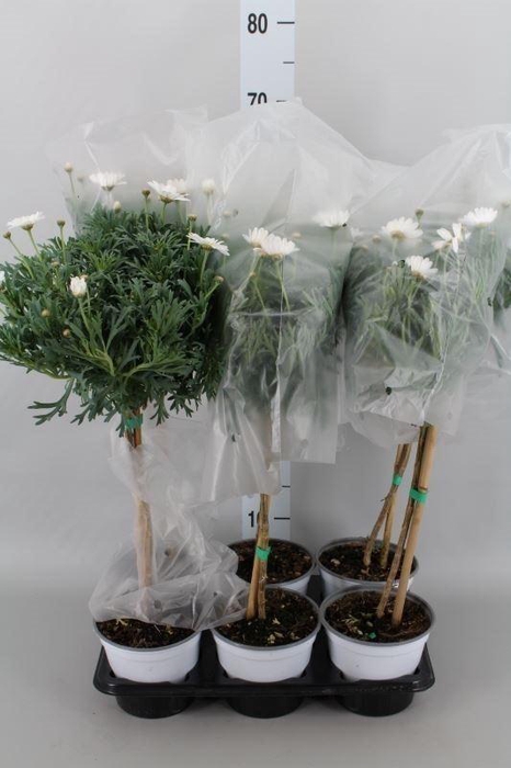 <h4>Argyranthemum   ...</h4>