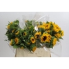 Helianthus Orange Fire