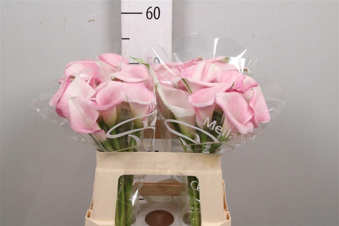 <h4>Zant Sweet Art</h4>