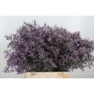 Limon Safora Lilac