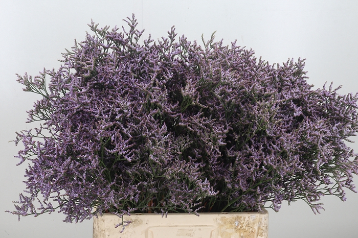 Limon Safora Lilac