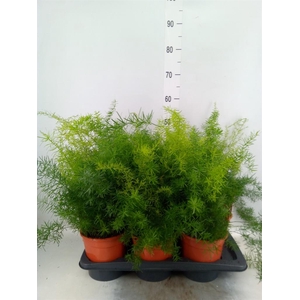 Asparagus dens. 'Sprengeri'