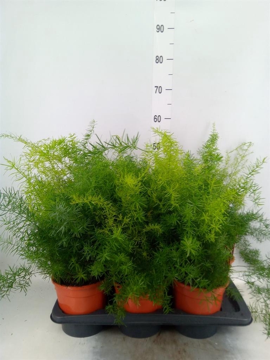 <h4>Asparagus dens. 'Sprengeri'</h4>
