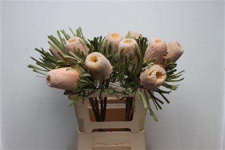 <h4>Banksia Hookeriana</h4>