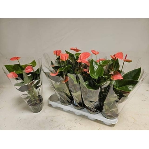 ANTHURIUM SWEET DREAM P12