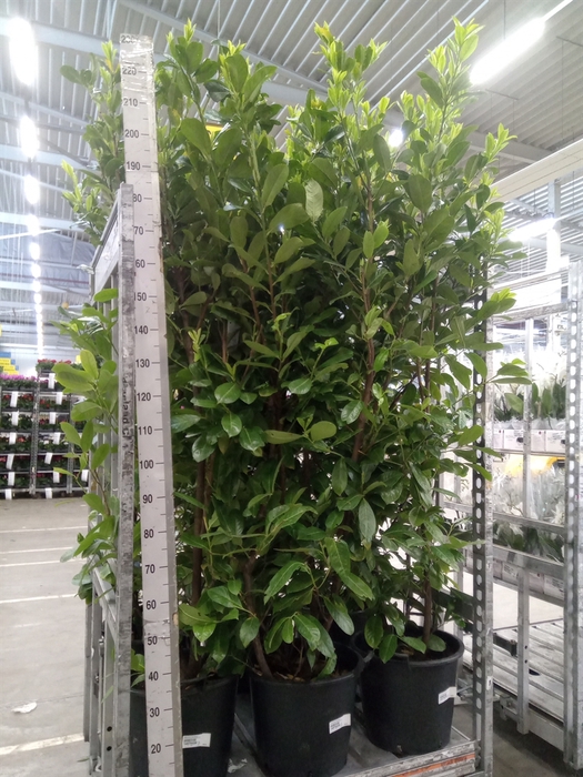 <h4>Prunus lauroc. 'Rotundifolia'</h4>
