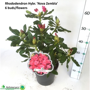 RHOD CAT NOVA ZEMBLA