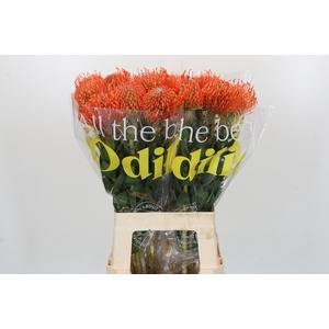 Nutans Ayoba Mandarin Zest