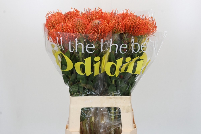 Nutans Ayoba Mandarin Zest