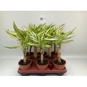 Dracaena frag. 'Yellow Coast'