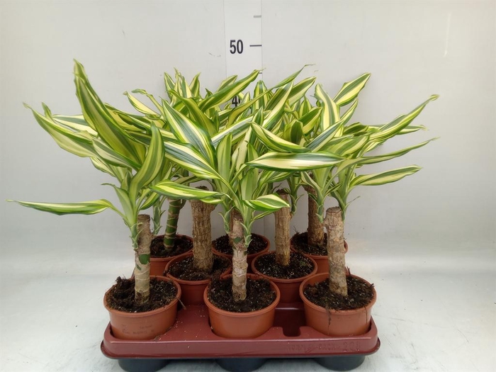 <h4>Dracaena frag. 'Yellow Coast'</h4>