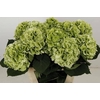 Hydrangea white verena classic
