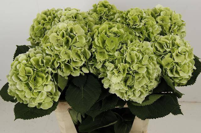 <h4>Hydrangea white verena classic</h4>