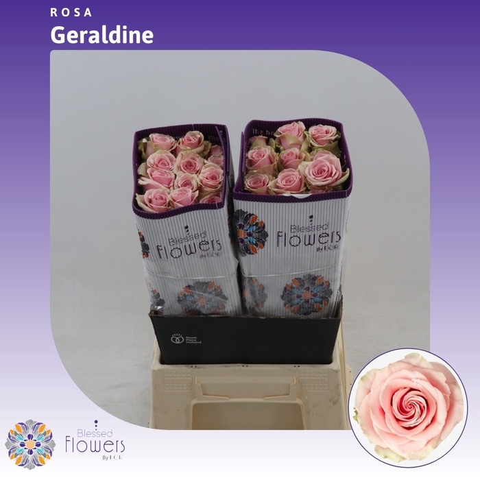 <h4>Rosa gr Geraldine</h4>
