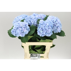 Hyd Lolly Pop Blue