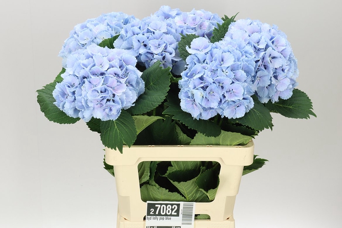 <h4>Hyd Lolly Pop Blue</h4>