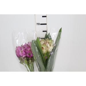 CURCUMA