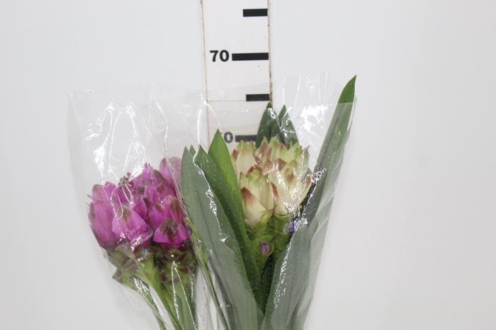 <h4>CURCUMA</h4>