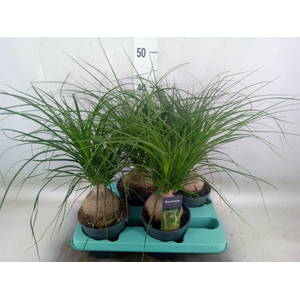 Beaucarnea recurvata