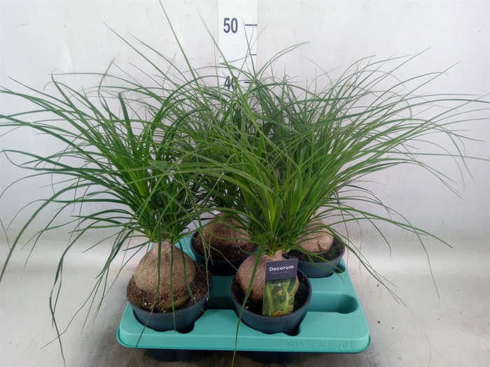 <h4>Beaucarnea recurvata</h4>