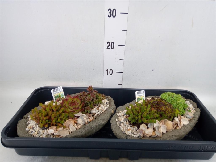 <h4>Arr.   Tuinplanten L%</h4>
