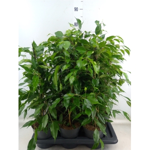 Ficus benja. 'Danita'