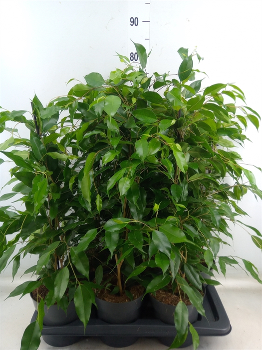 <h4>Ficus benja. 'Danita'</h4>