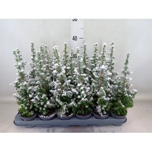 Chamaecyparis thyo. 'Top Point'