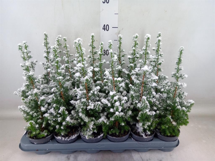 <h4>Chamaecyparis thyo. 'Top Point'</h4>