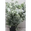 Euc Cinerea 300gr (fr)