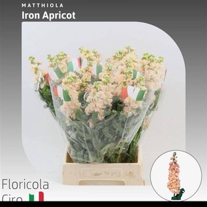 MATTH IRON APRICOT