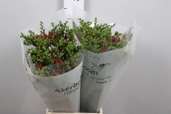 <h4>Fr Du Mandarine</h4>