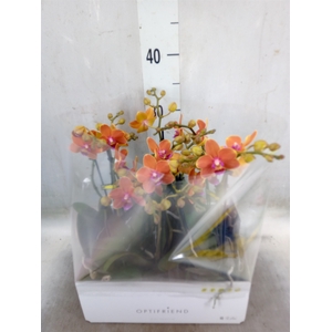 Phalaenopsis multi.   ...orange