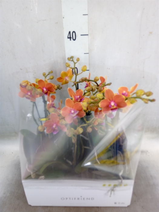 <h4>Phalaenopsis multi.   ...orange</h4>