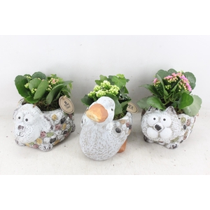 arr2 PL - Dierenmix x6 - mix