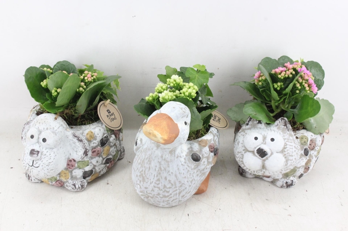 <h4>arr2 PL - Dierenmix x6 - mix</h4>