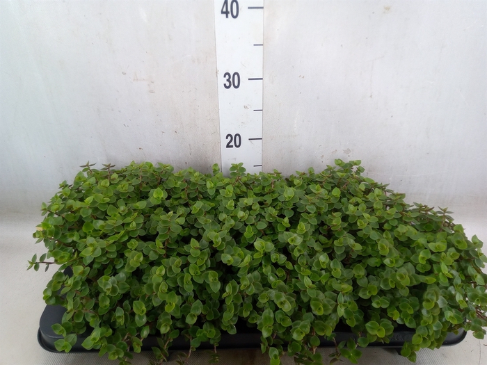 <h4>Callisia repens</h4>