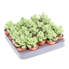 Cotyledon ladysmithiensis SU5037