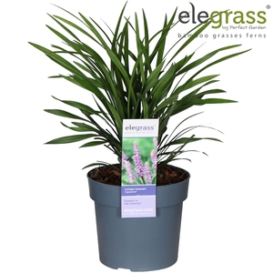 Liriope muscari Ingwersen