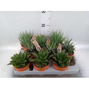 Aloe   ...mix